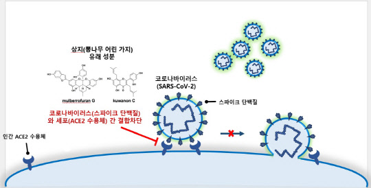 한국한의학연구원은 뽕나무에서 코로나 바이러스 감염 초기 단계를 차단하는 데 효과가 있는 물질을 발굴했다.  한의학연 제공